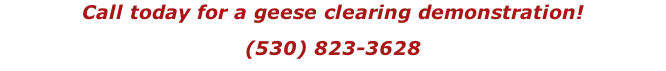 Call today for a geese clearing demonstration! (530) 823-3628